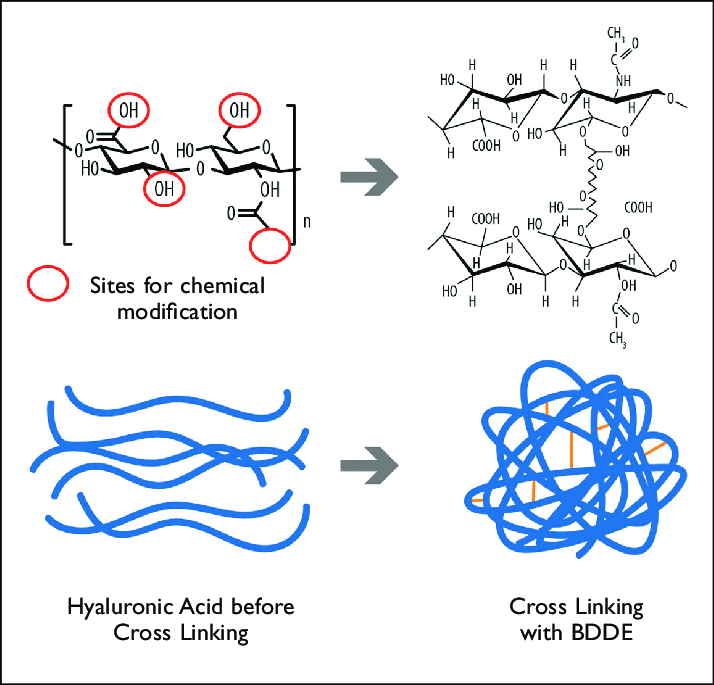 cross linked hyaluronic acid